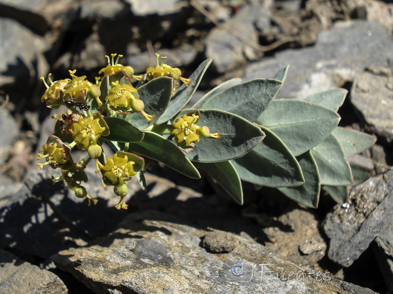 Euphorbia nevadensis.22