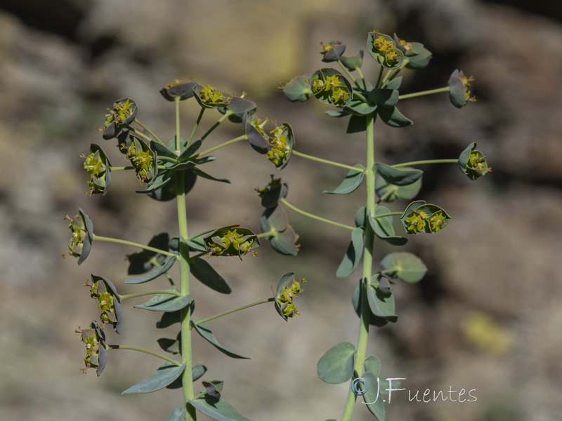 Euphorbia nevadensis.23