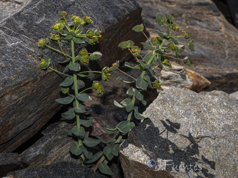 Euphorbia nevadensis.24