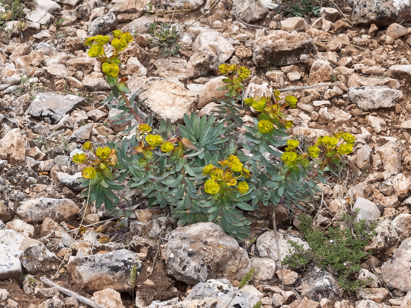 Euphorbia nicaeensis nicaeensis.01