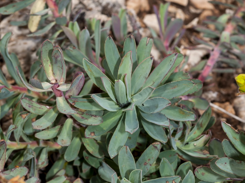 Euphorbia nicaeensis nicaeensis.05