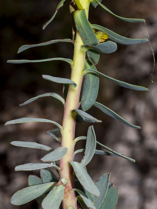 Euphorbia nicaeensis nicaeensis.06
