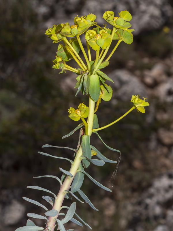 Euphorbia nicaeensis nicaeensis.07