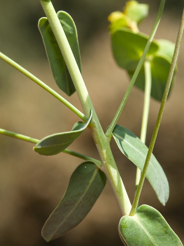 Euphorbia nicaeensis nicaeensis.08