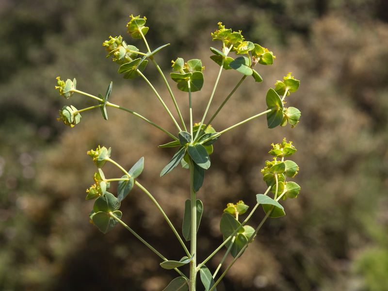 Euphorbia nicaeensis nicaeensis.09