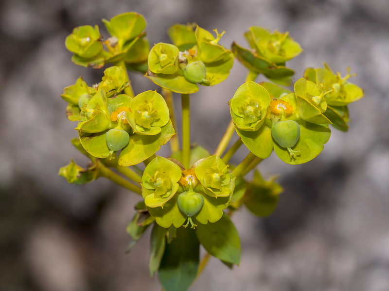 Euphorbia nicaeensis nicaeensis.12