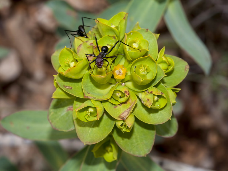 Euphorbia nicaeensis nicaeensis.13