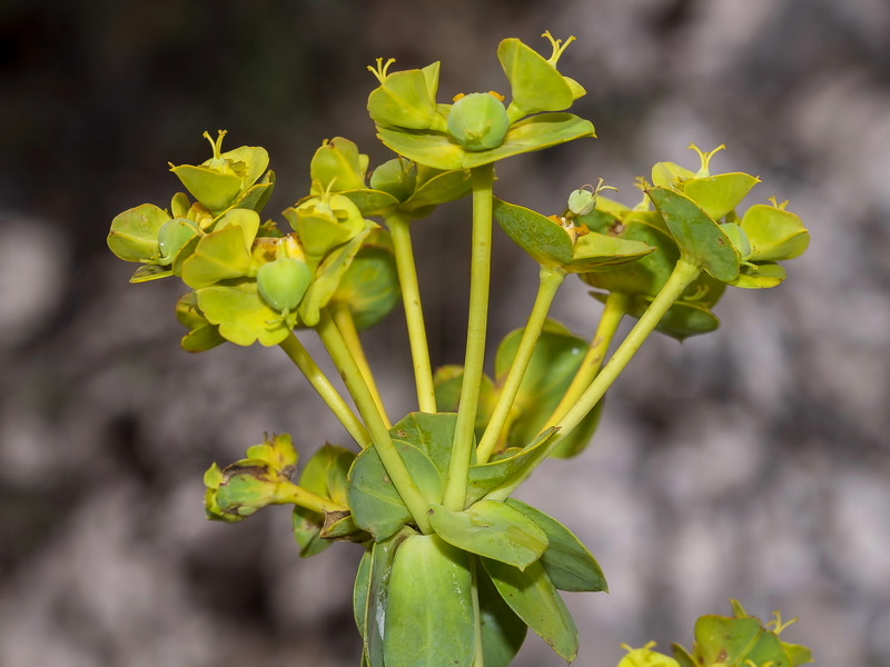 Euphorbia nicaeensis nicaeensis.14