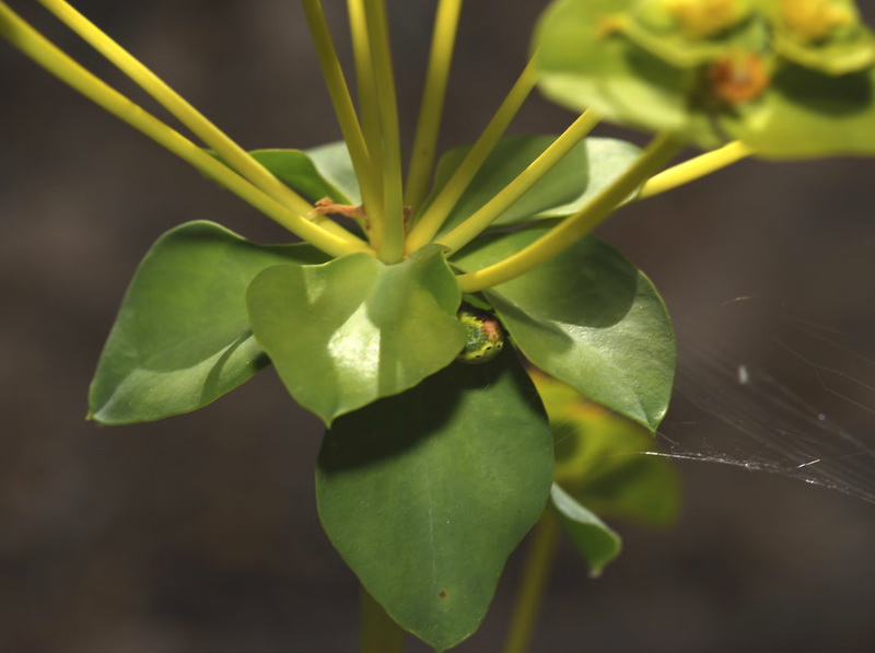 Euphorbia nicaeensis nicaeensis.15