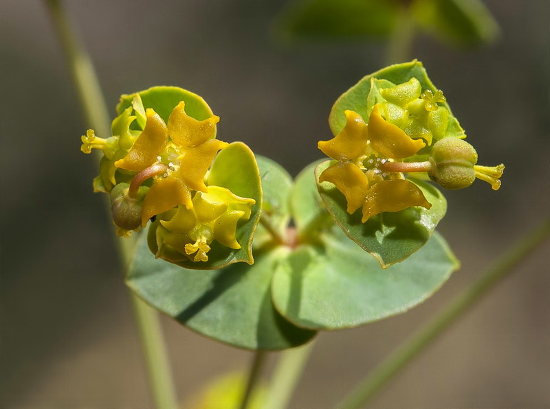 Euphorbia nicaeensis nicaeensis.17