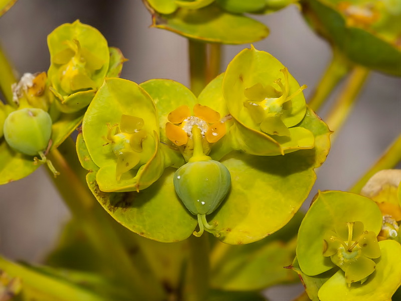 Euphorbia nicaeensis nicaeensis.18