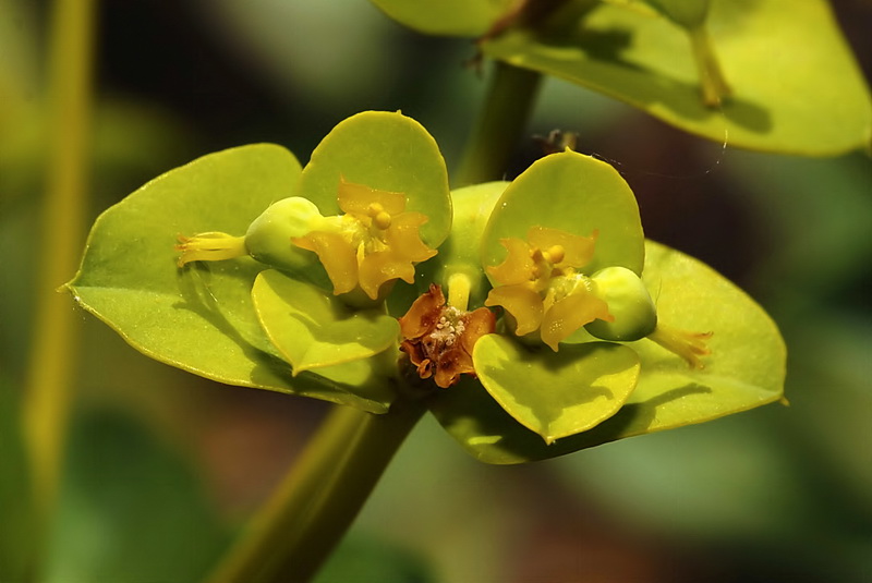 Euphorbia nicaeensis nicaeensis.19