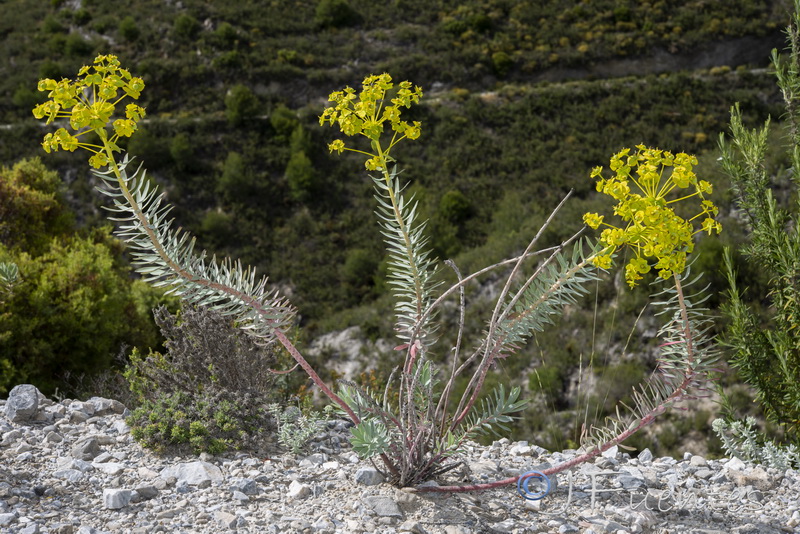 Euphorbia nicaeensis nicaeensis.25