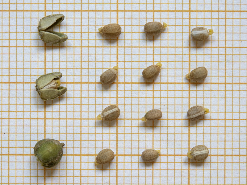 Euphorbia nicaeensis nicaeensis