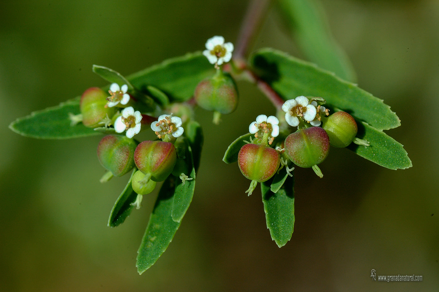 Chamaesyce nutans