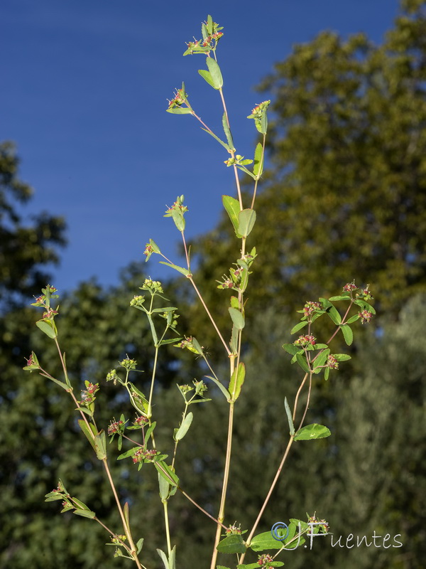 Euphorbia nutans.01