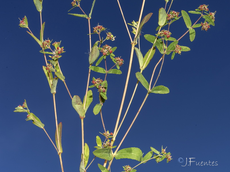 Euphorbia nutans.02