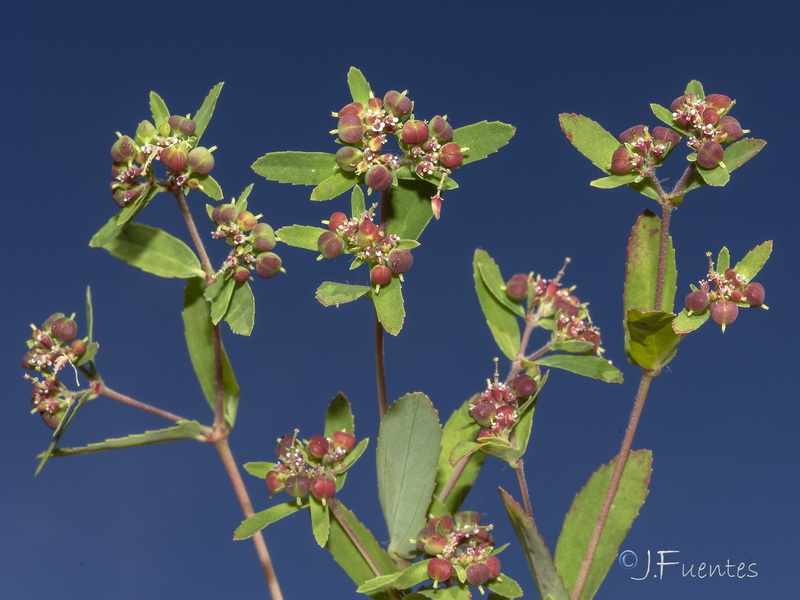Euphorbia nutans.03