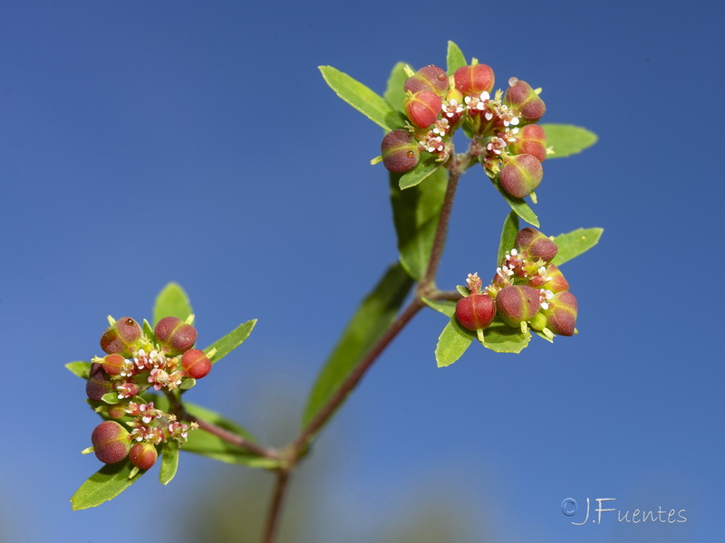 Euphorbia nutans.04