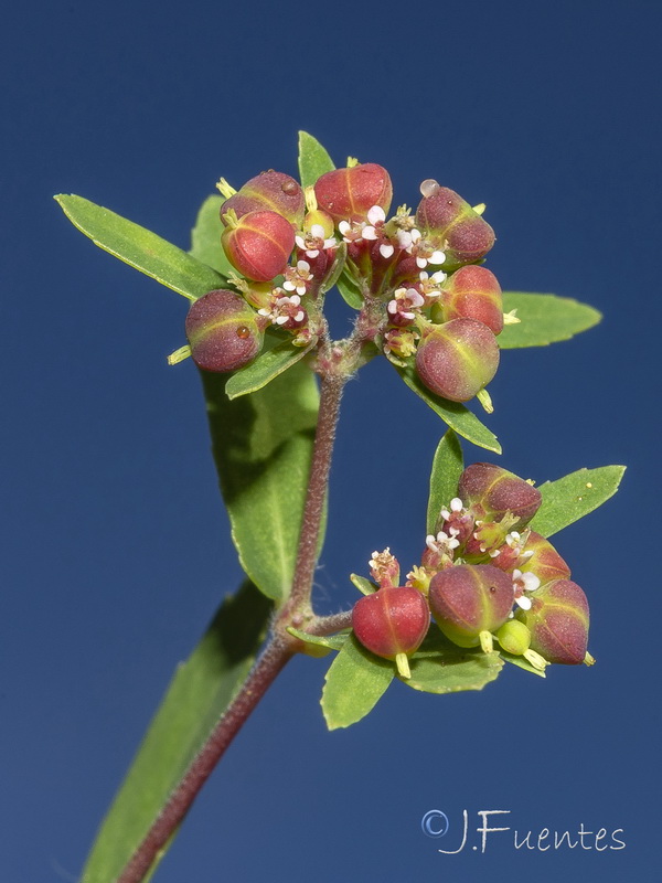 Euphorbia nutans.05