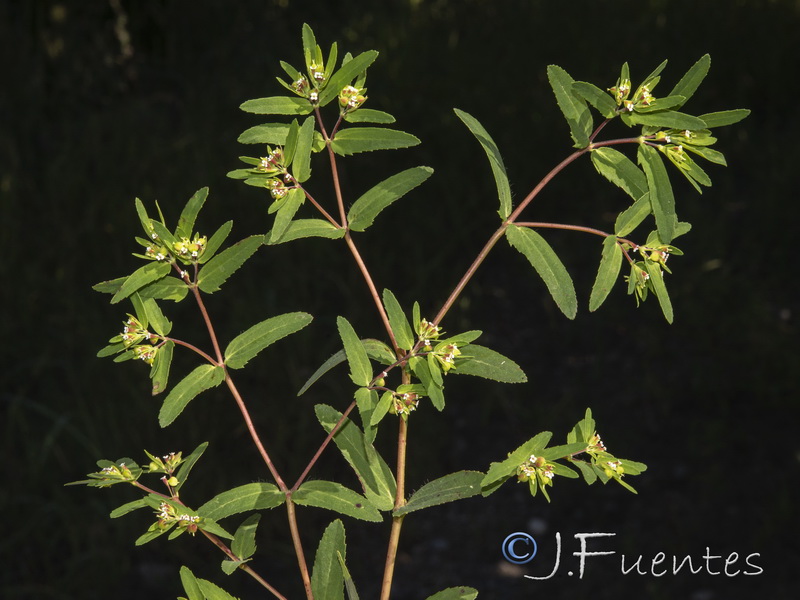 Euphorbia nutans.07