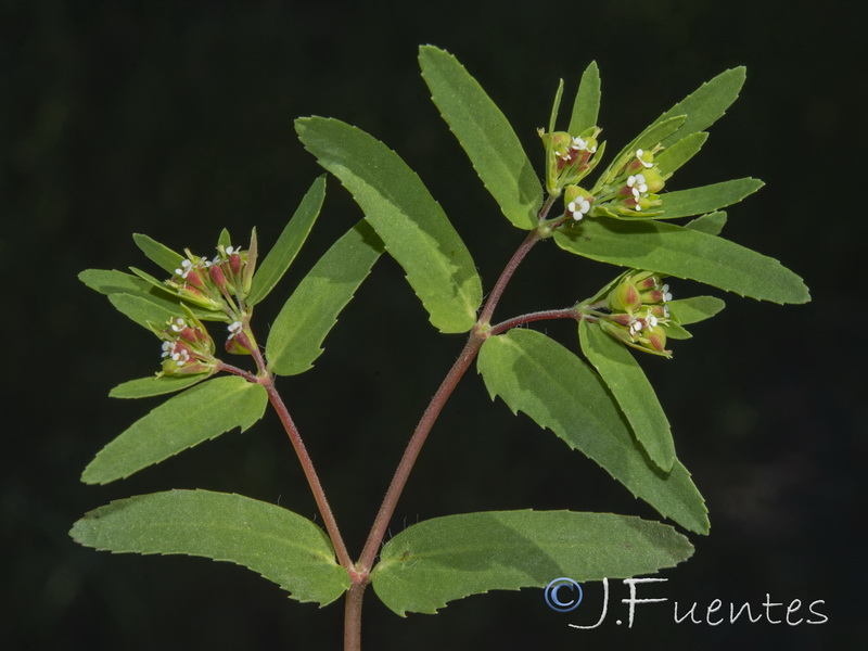 Euphorbia nutans.09