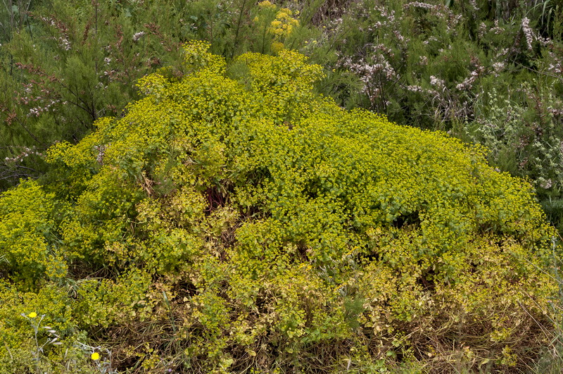 Euphorbia paniculata paniculata.01