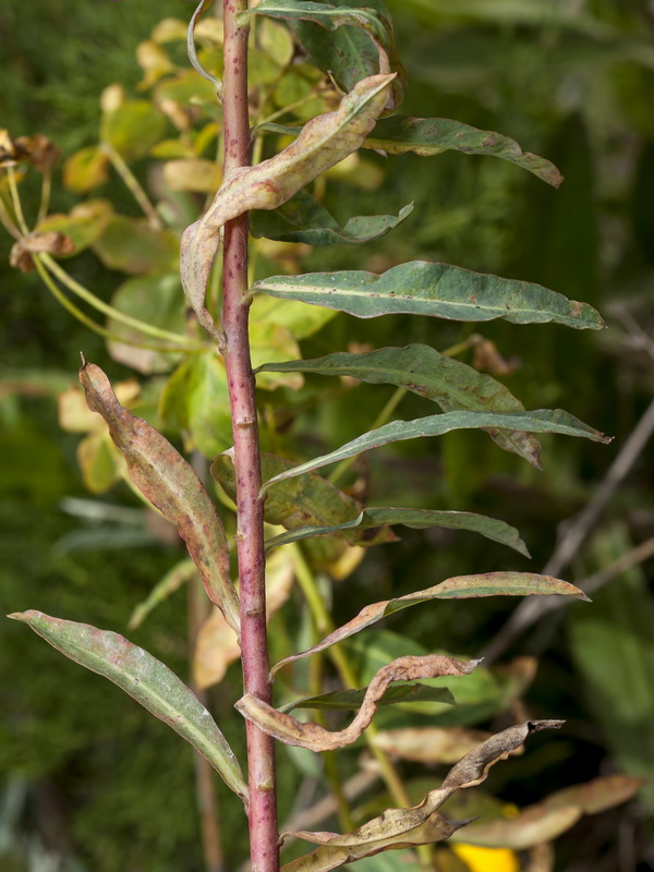 Euphorbia paniculata paniculata.02