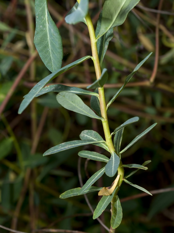 Euphorbia paniculata paniculata.03