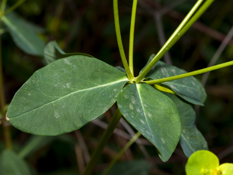 Euphorbia paniculata paniculata.04