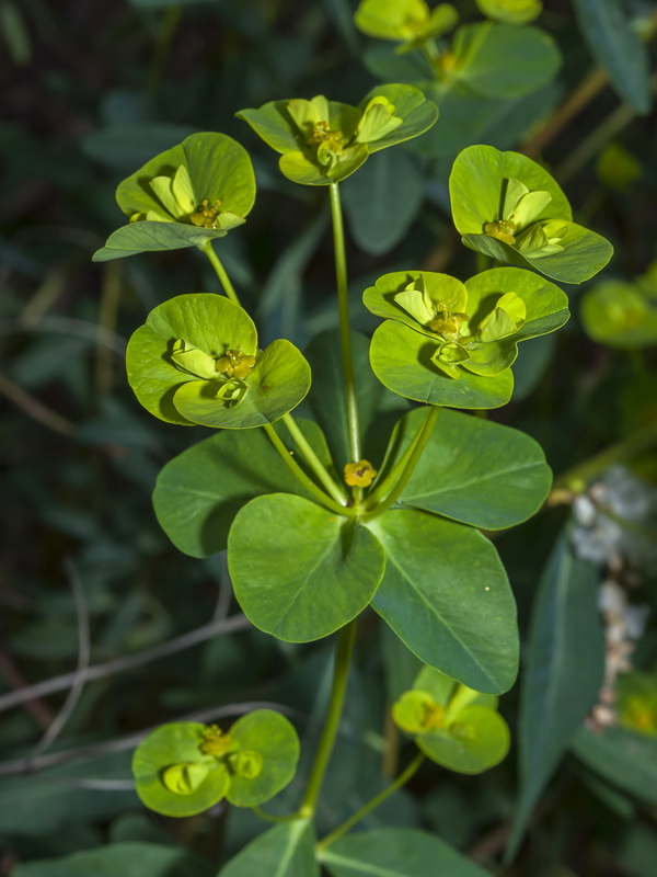 Euphorbia paniculata paniculata.06