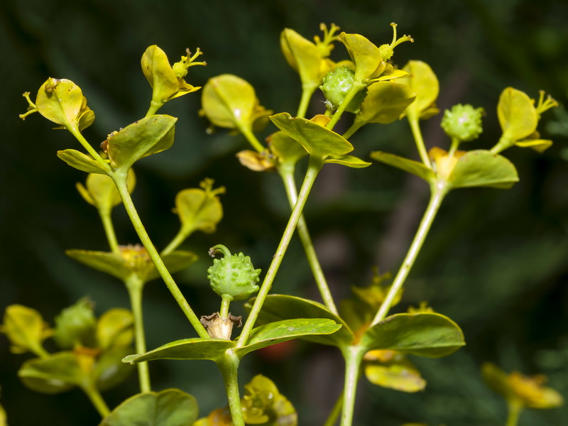 Euphorbia paniculata paniculata.09