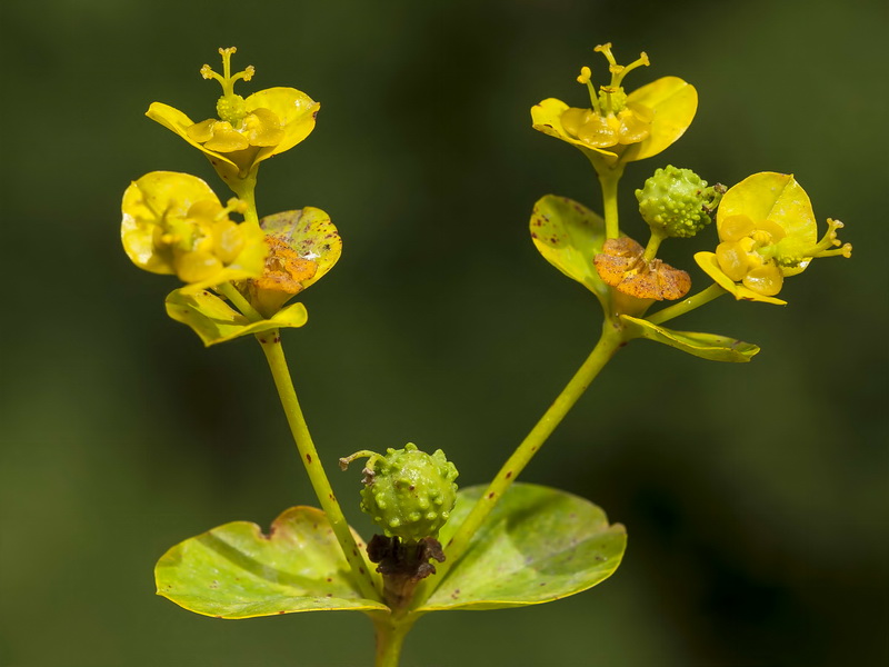 Euphorbia paniculata paniculata.10