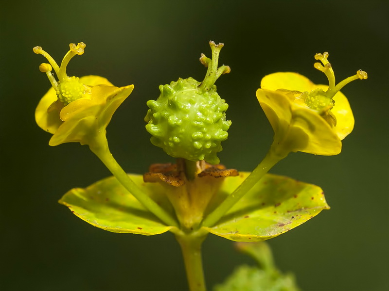 Euphorbia paniculata paniculata.12