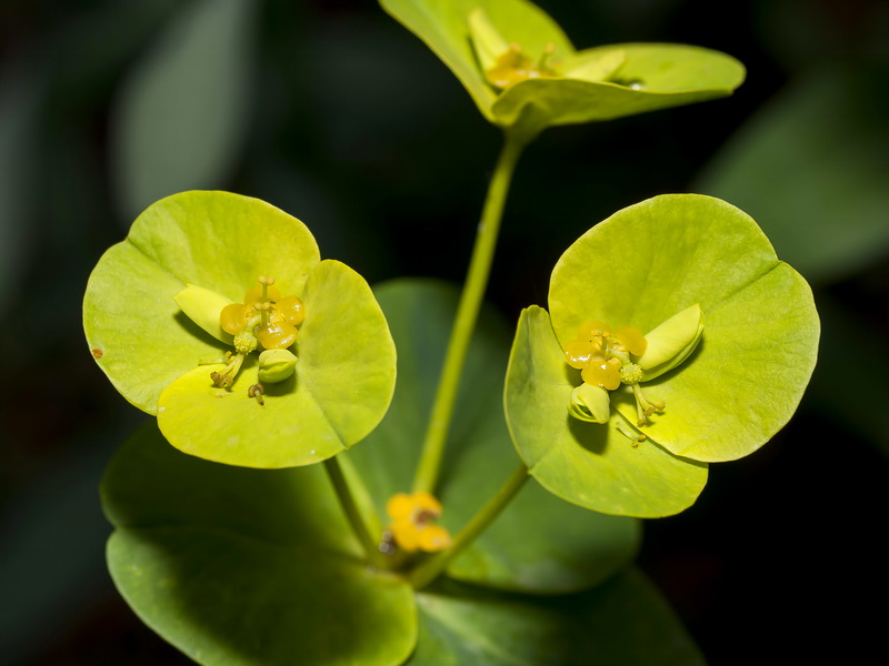 Euphorbia paniculata paniculata.16