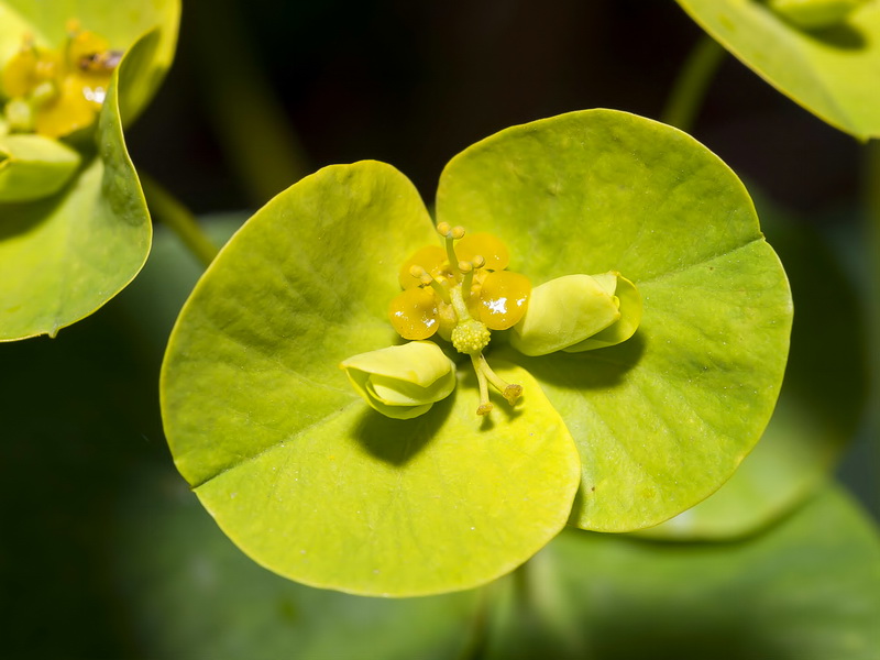 Euphorbia paniculata paniculata.17