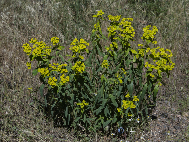 Euphorbia paniculata paniculata.01