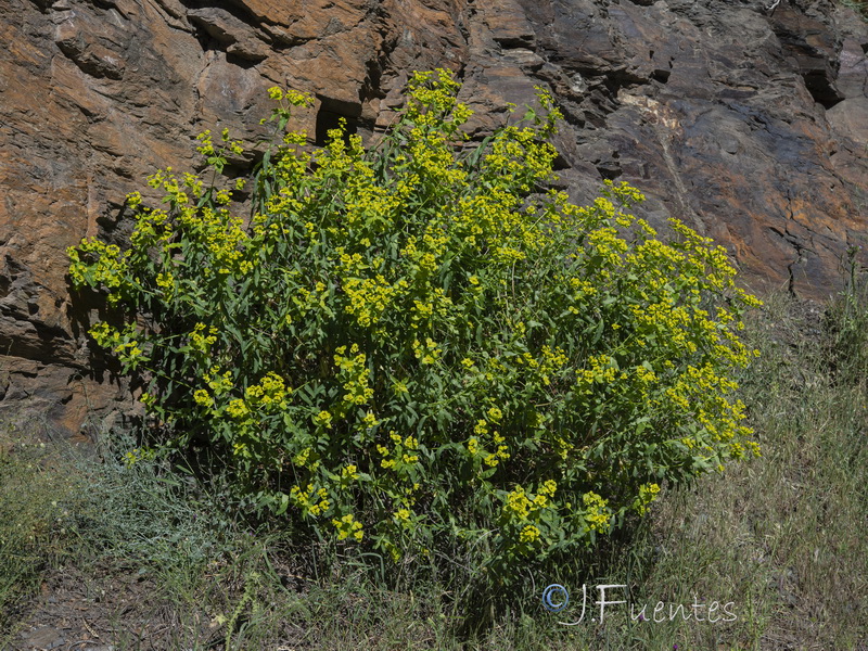 Euphorbia paniculata paniculata.20