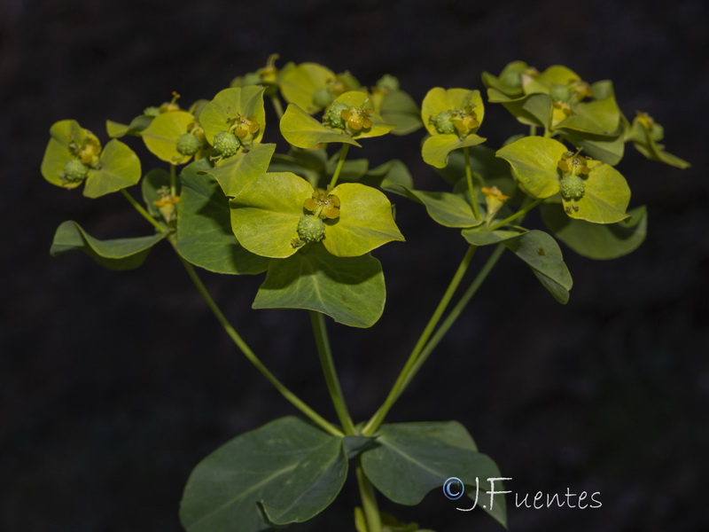 Euphorbia paniculata paniculata.22