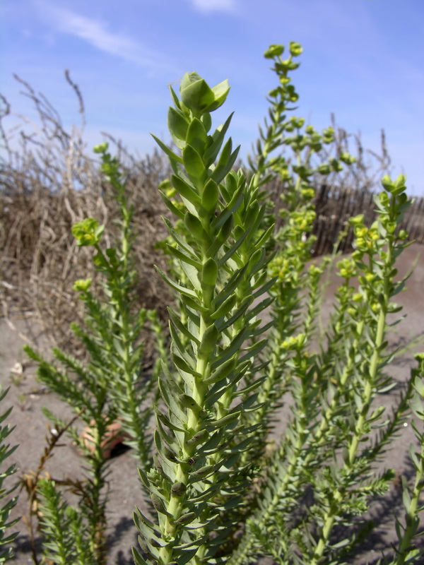 Euphorbia paralias.03