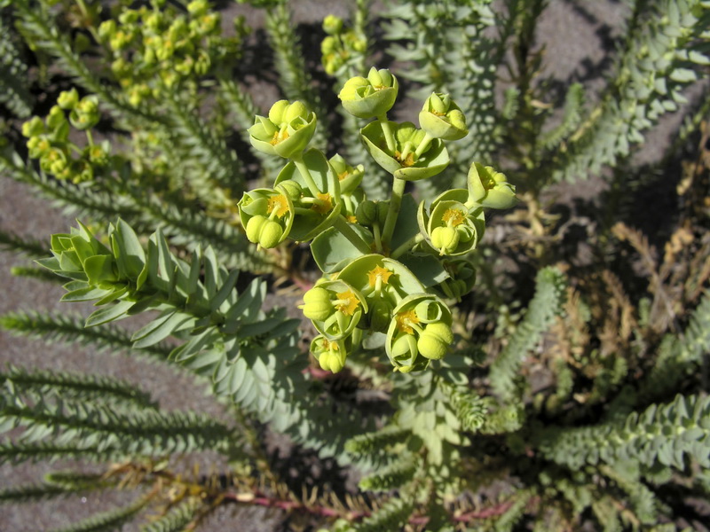 Euphorbia paralias.04