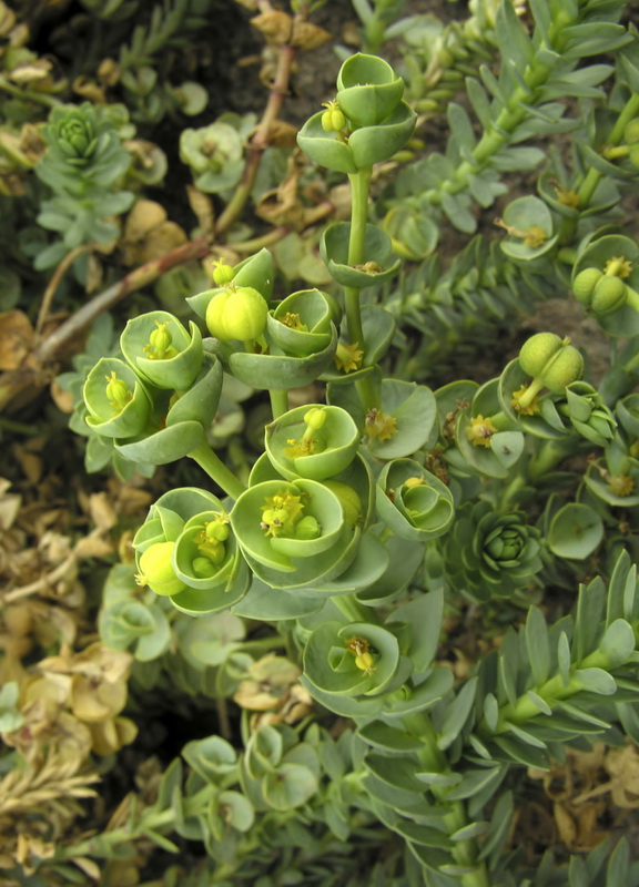 Euphorbia paralias.05
