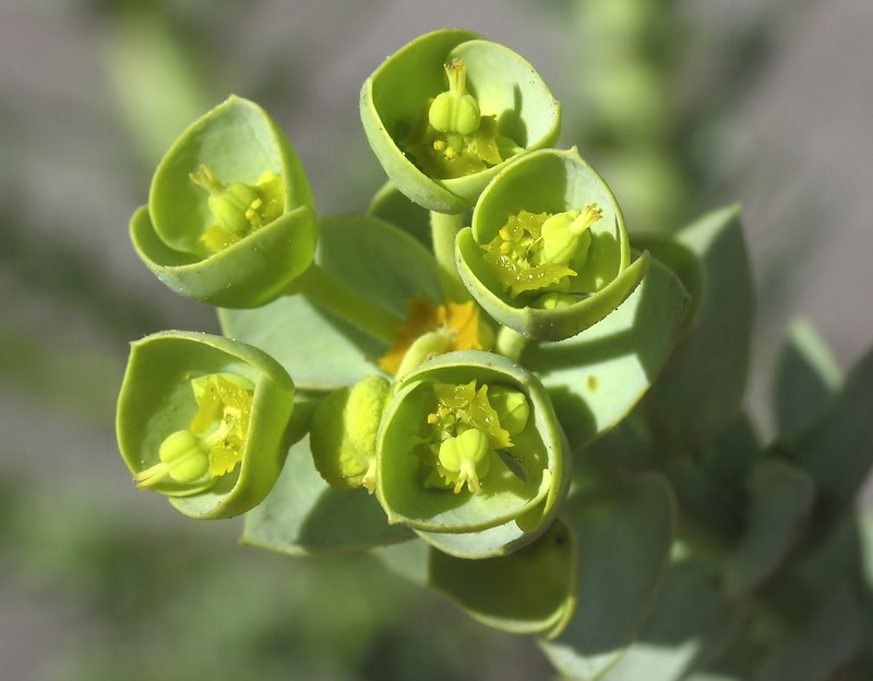 Euphorbia paralias.08
