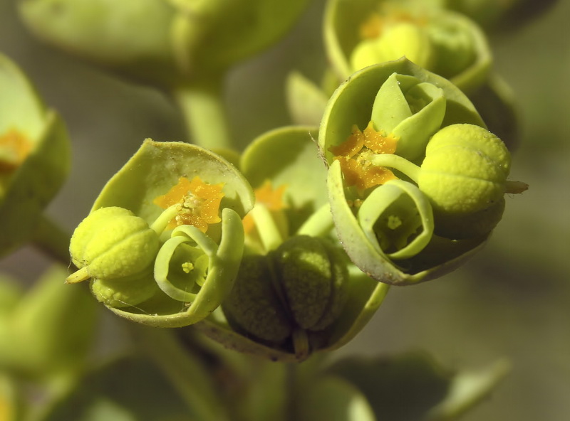 Euphorbia paralias.09