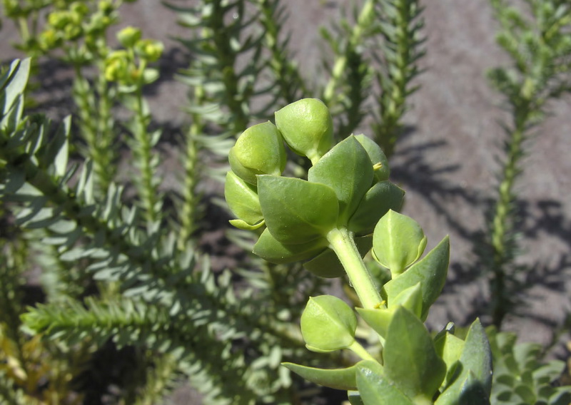 Euphorbia paralias.10