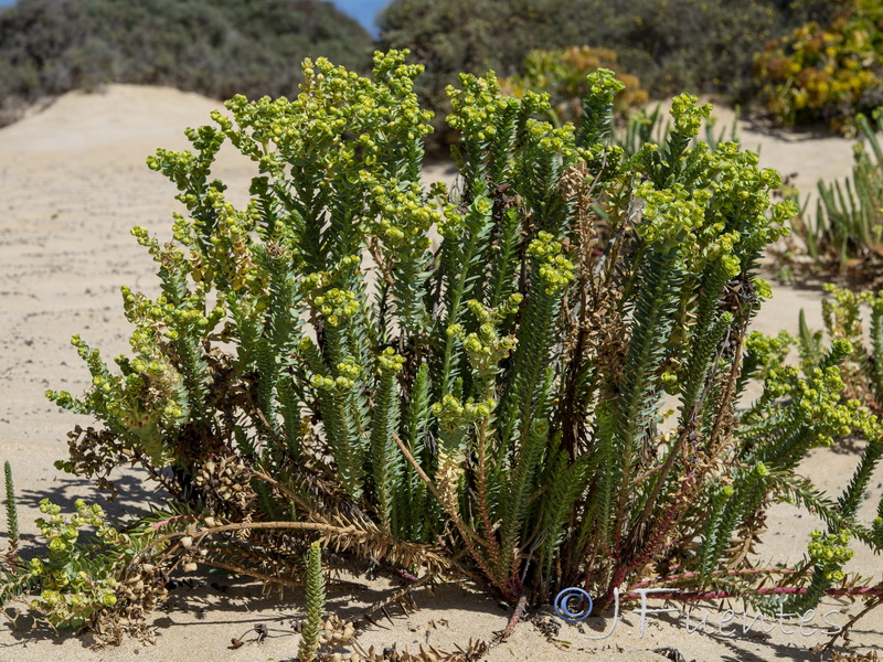 Euphorbia paralias.01