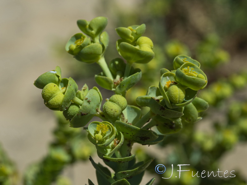 Euphorbia paralias.06