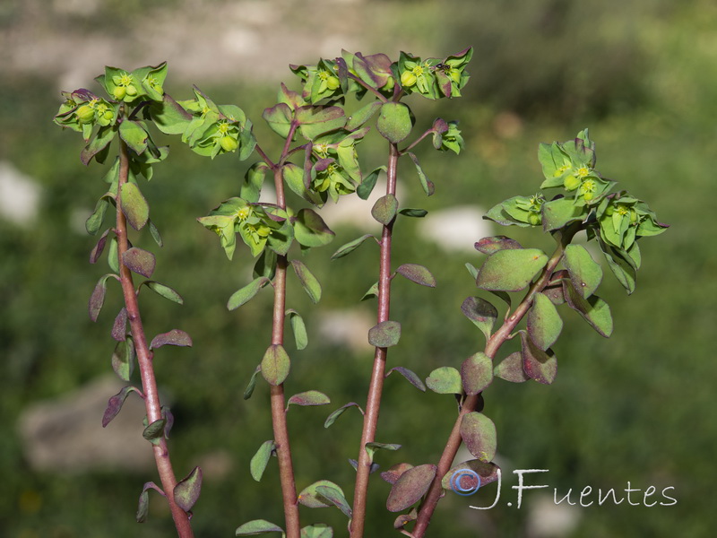 Euphorbia peplus.01