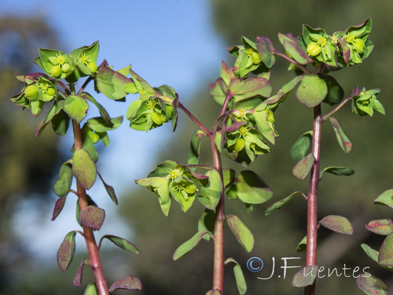 Euphorbia peplus.02