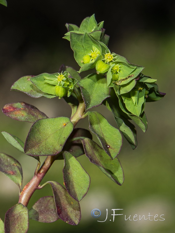 Euphorbia peplus.04